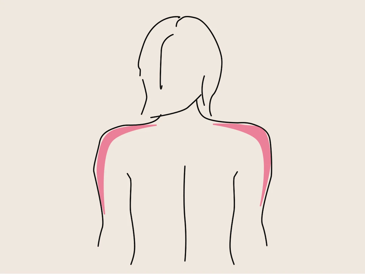 Illustration eines weiblichen Rückens mit hervorgehobenen Schultermuskeln in rosa.