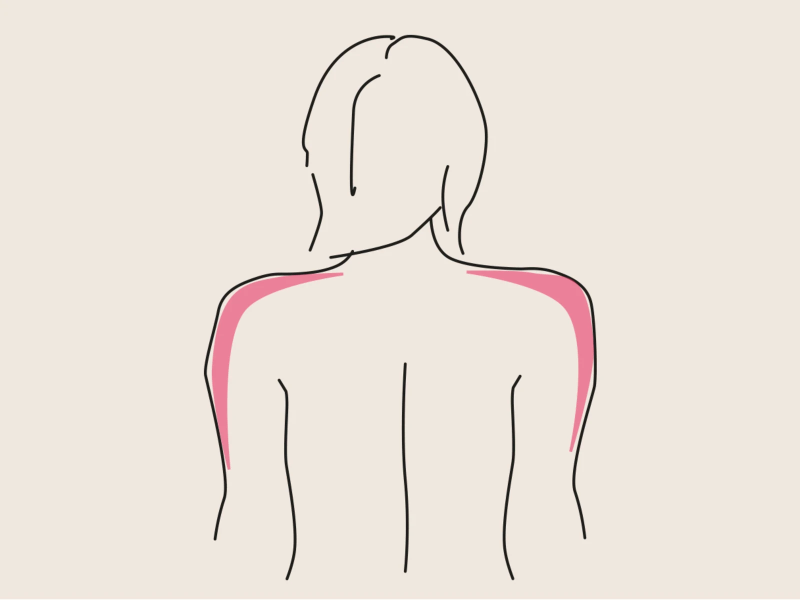 Illustration eines weiblichen Rückens mit hervorgehobenen Schultermuskeln in rosa.