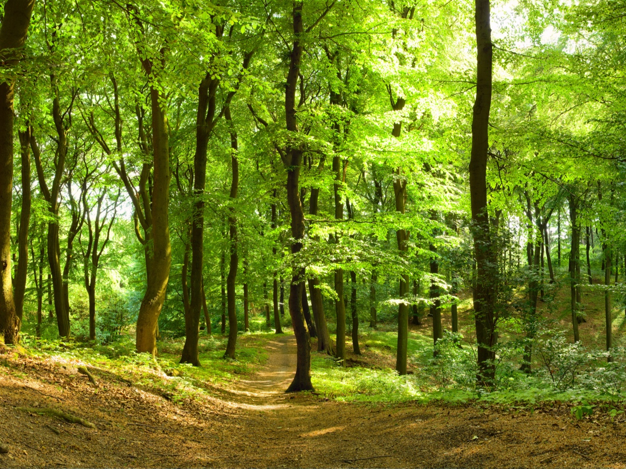 Zonnig boslandschap met groene bomen en een wandelpad.