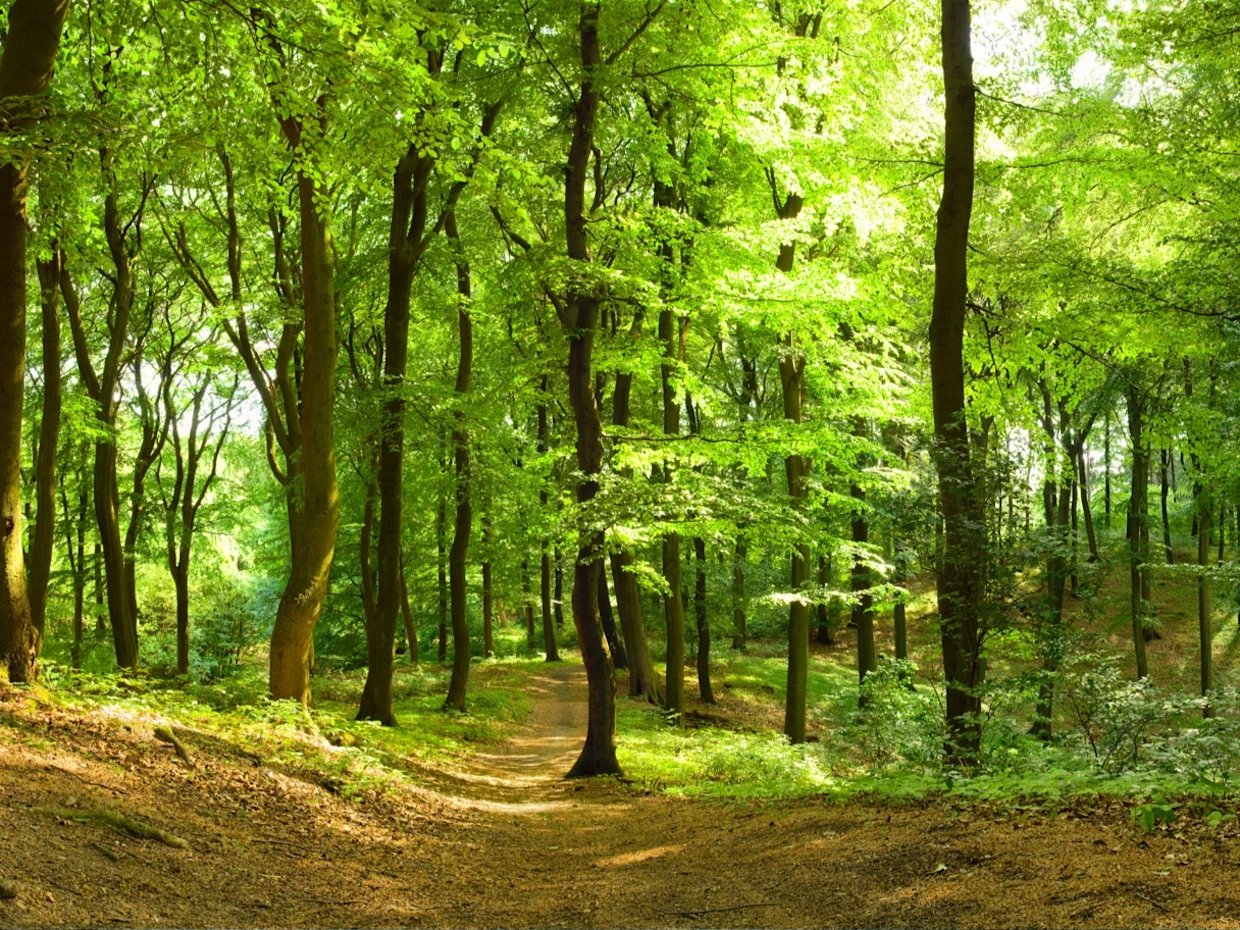 Ein sonnendurchfluteter Wald mit grünen Laubbäumen und einem schmalen, erdigen Pfad. Ein sonnendurchfluteter Wald mit grünen Laubbäumen und einem schmalen, erdigen Pfad.