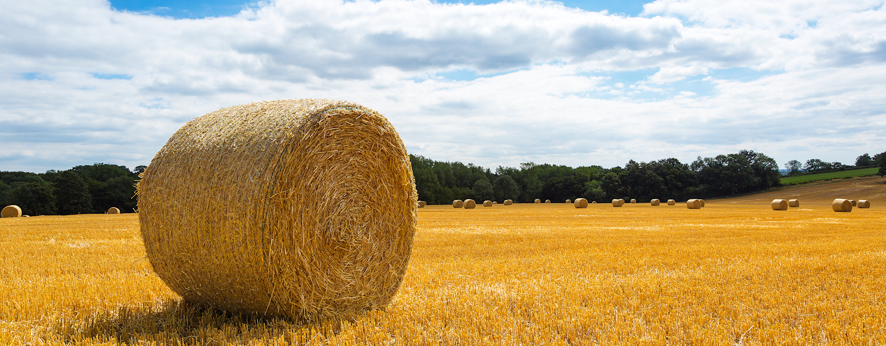 Round haybales scattered across a large field on a sunny day