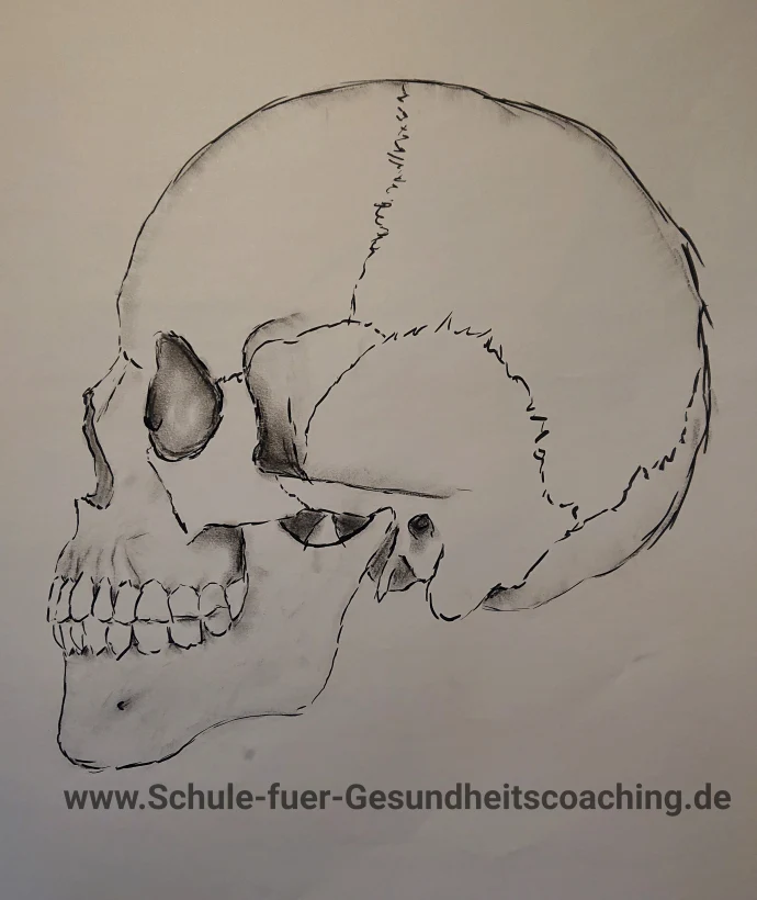Cranium - der Schädel