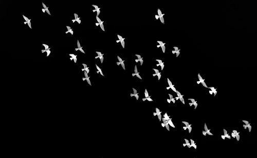 Some birds flying across a black sky.