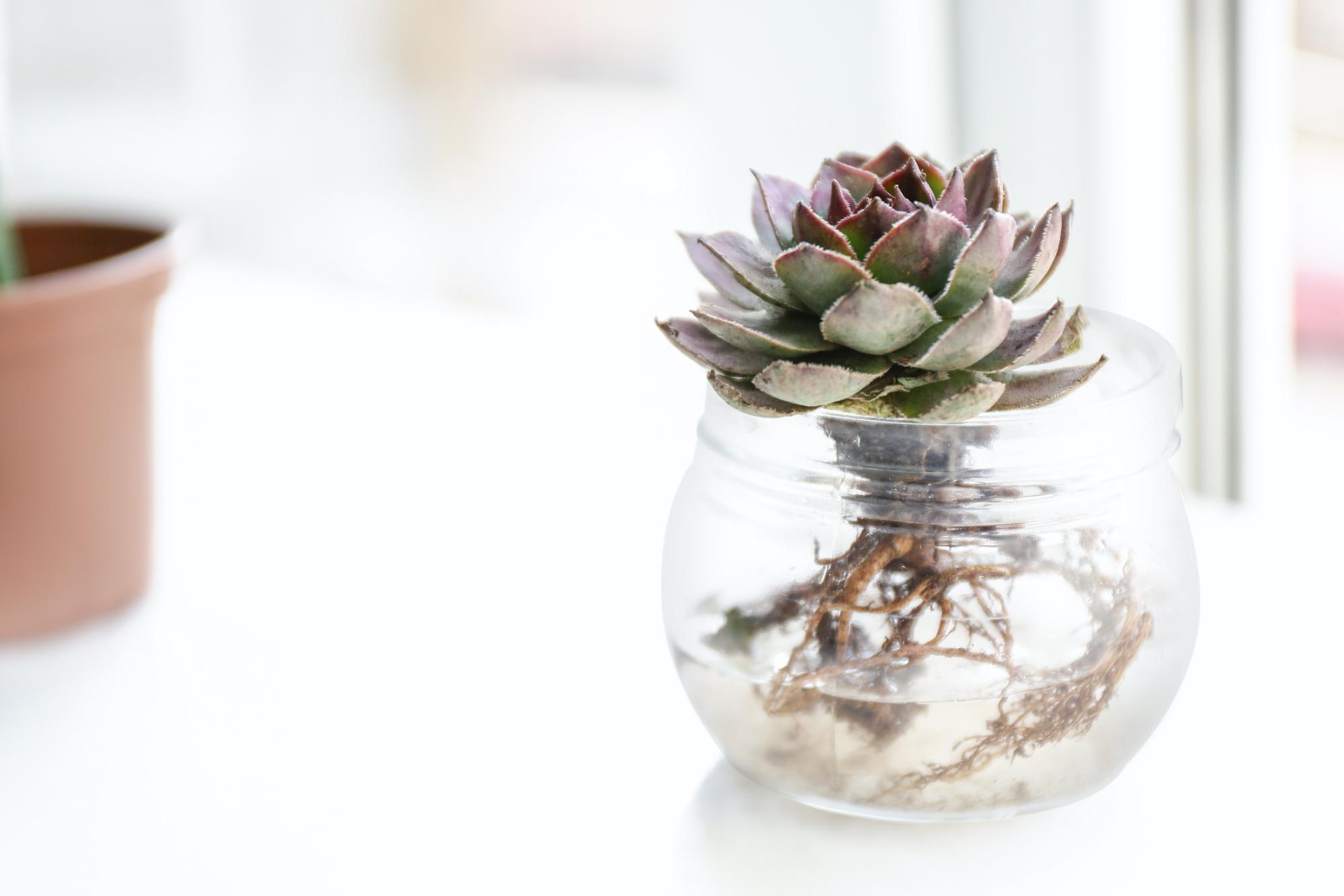purple and green succulent sitting in round glass vase on white table 