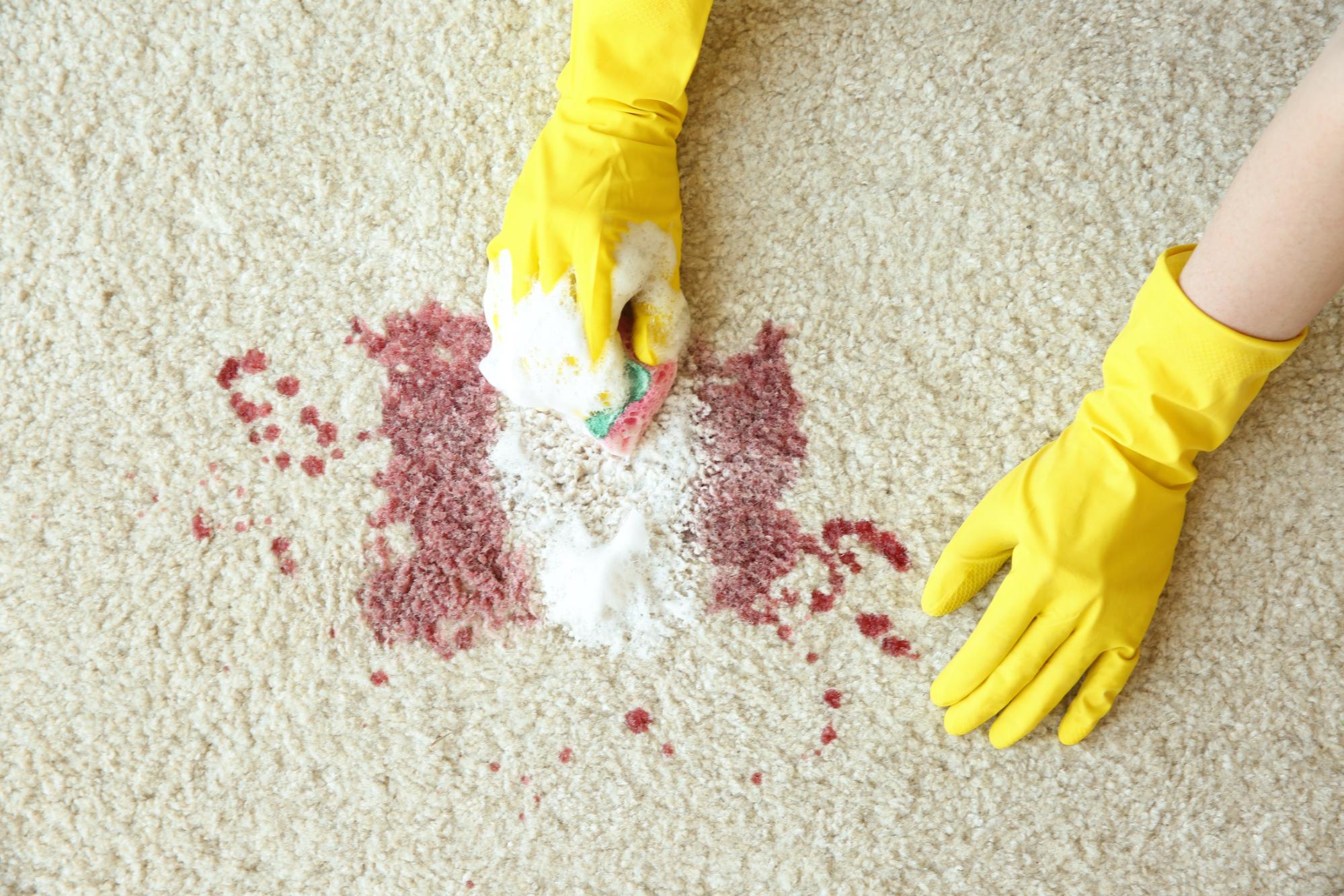 light carpet with large red wine stain. Hands wearing yellow rubber gloves scrubbing with soap and sponge 