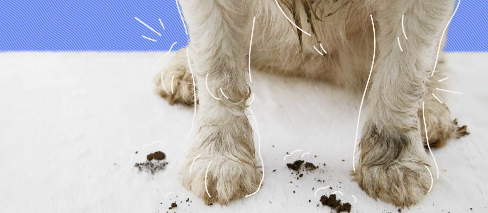 white dog that has very muddy paws standing on a white carpet with dirt all over the carpet 