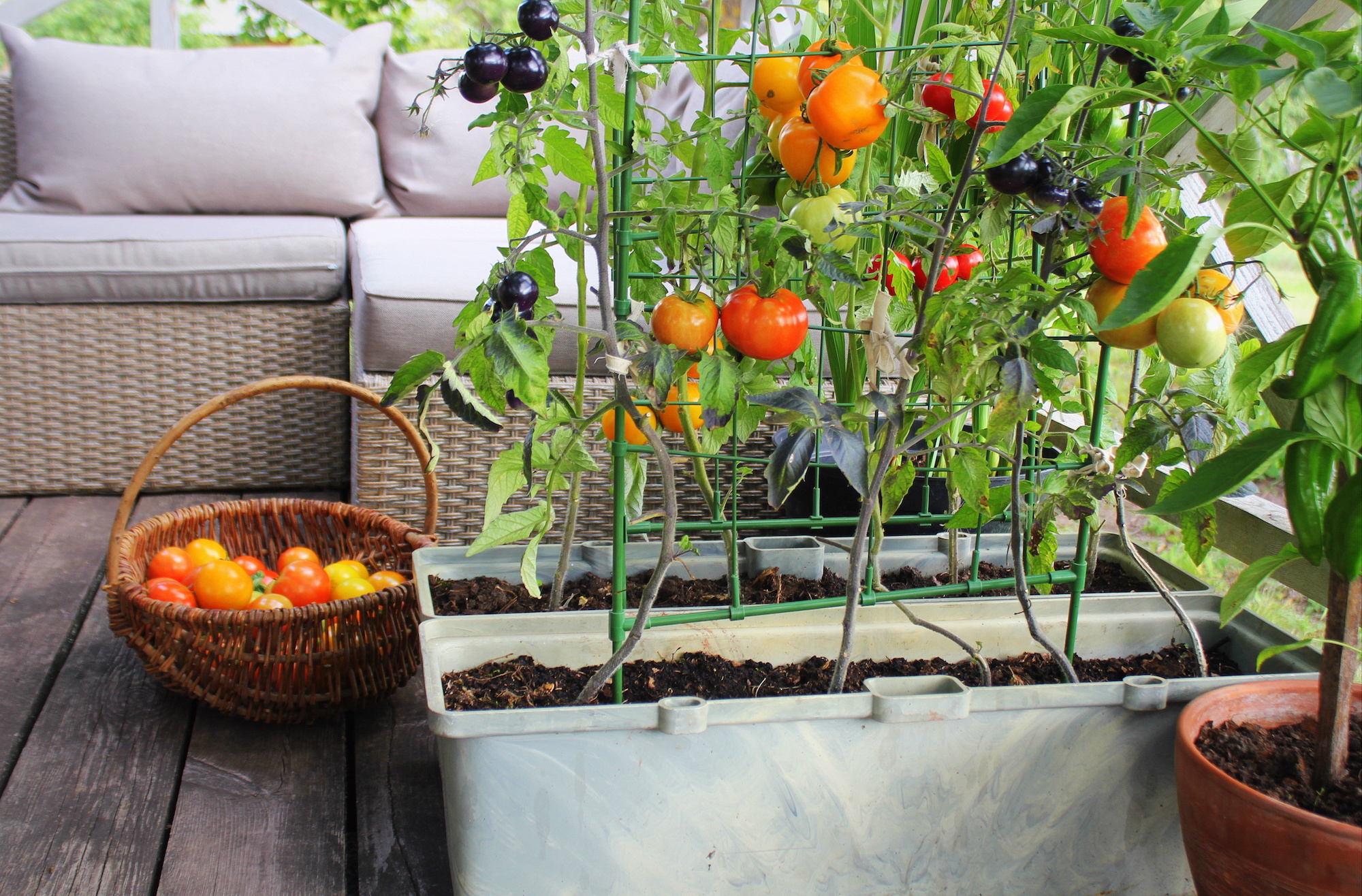 Urban tomato plants on a patio.