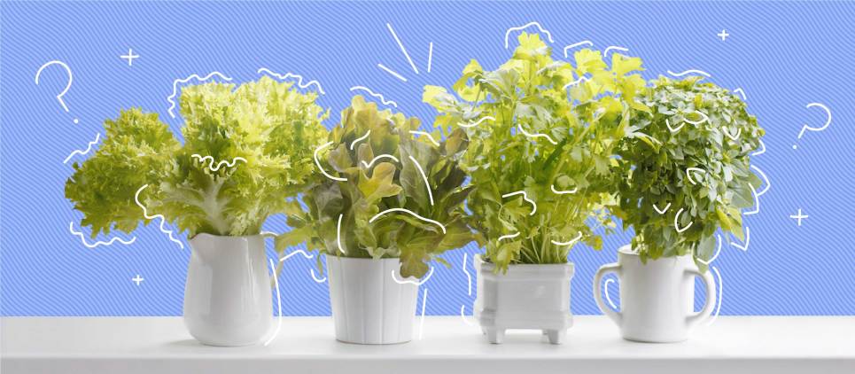 different green leafy vegetables sitting inn white pots one a white counter with blue background 