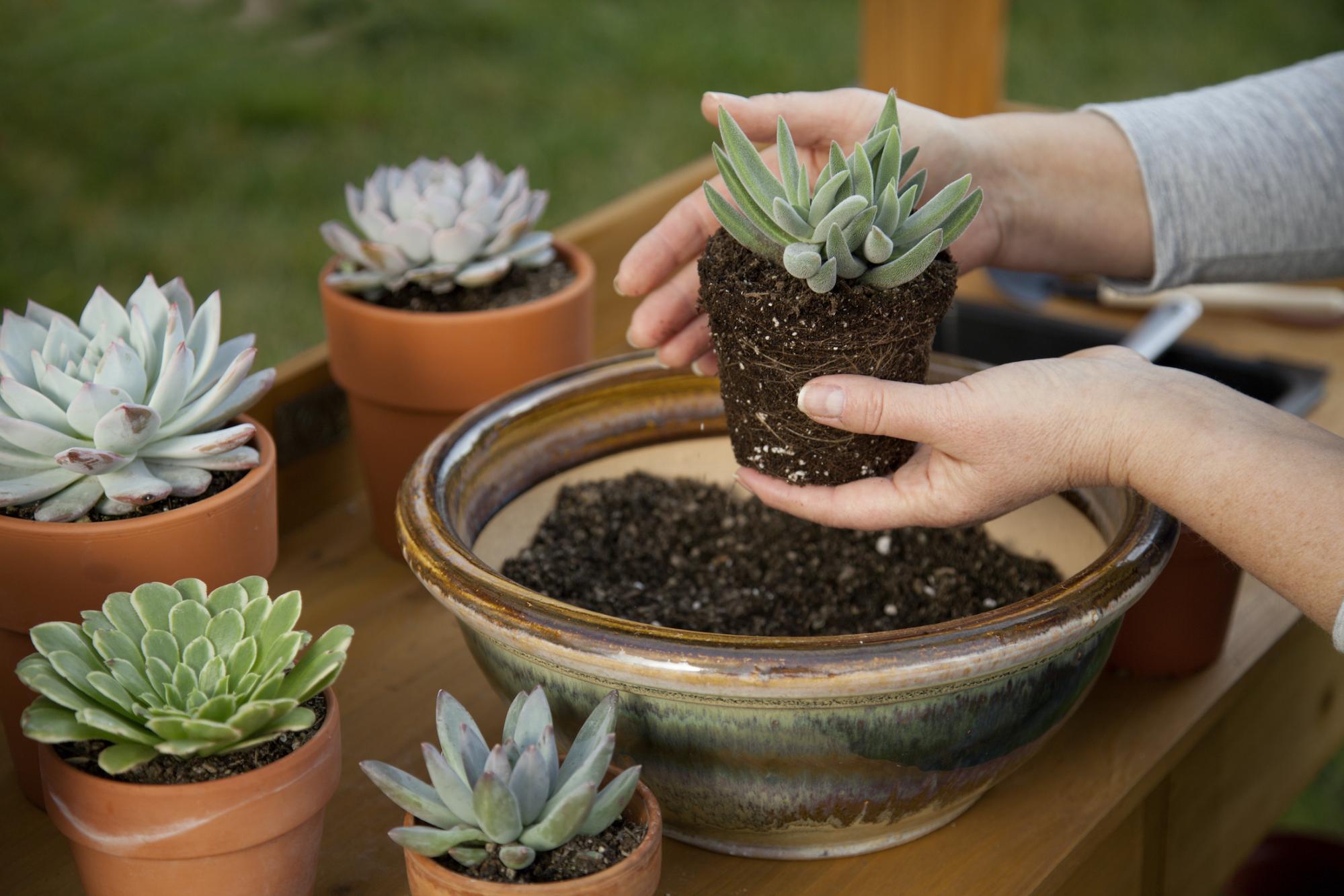 bowl of soil with succulents being potted with new soil