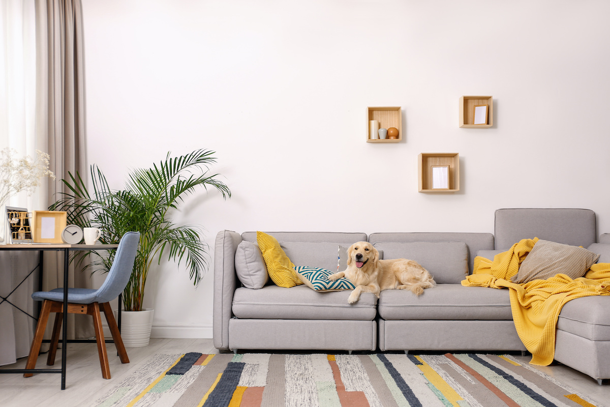 a cute dog on a sofa in an apartment