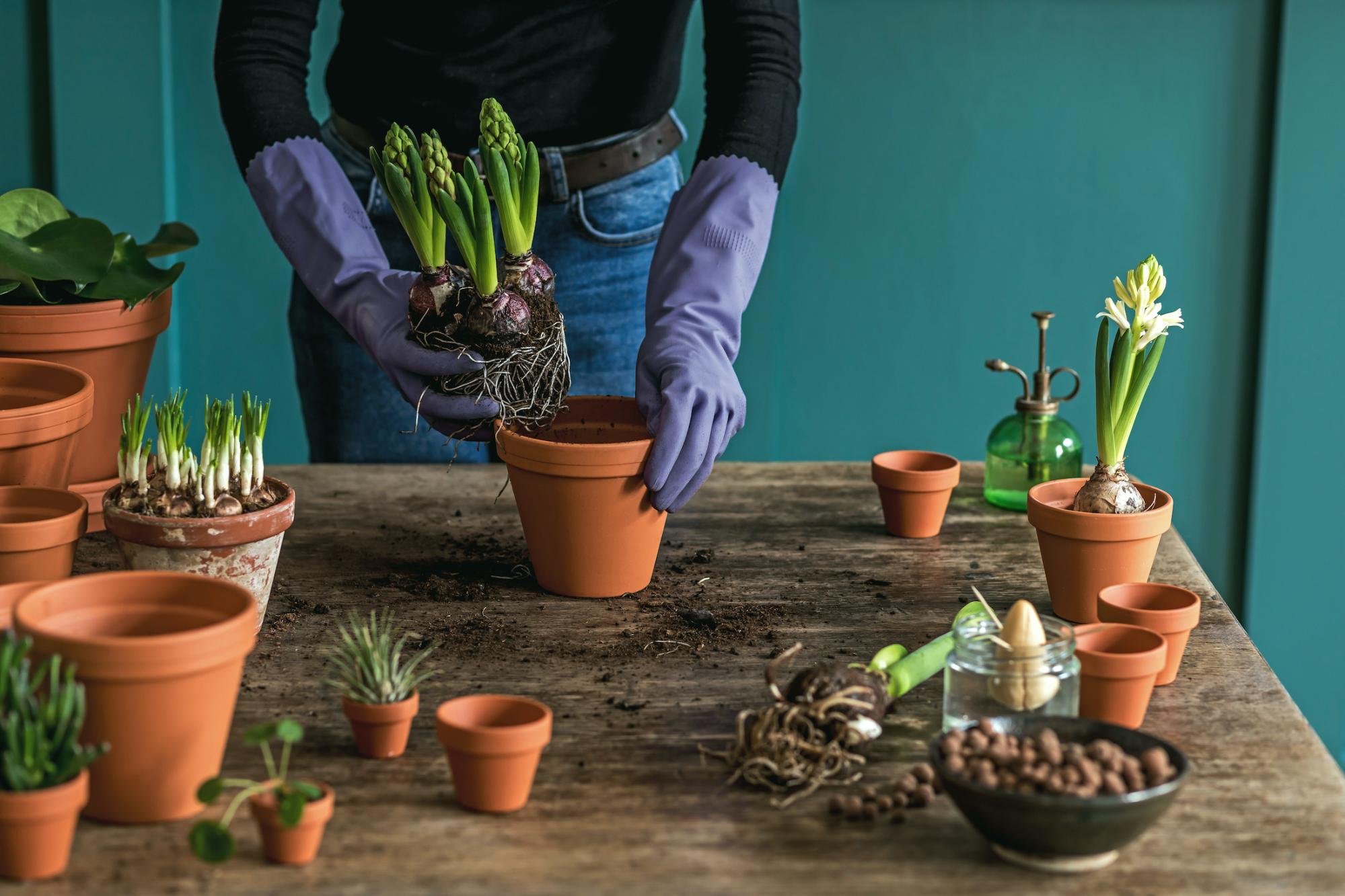 wooden table with clay pots and succulents with a person with purple rubber gloves potting a new succulent 