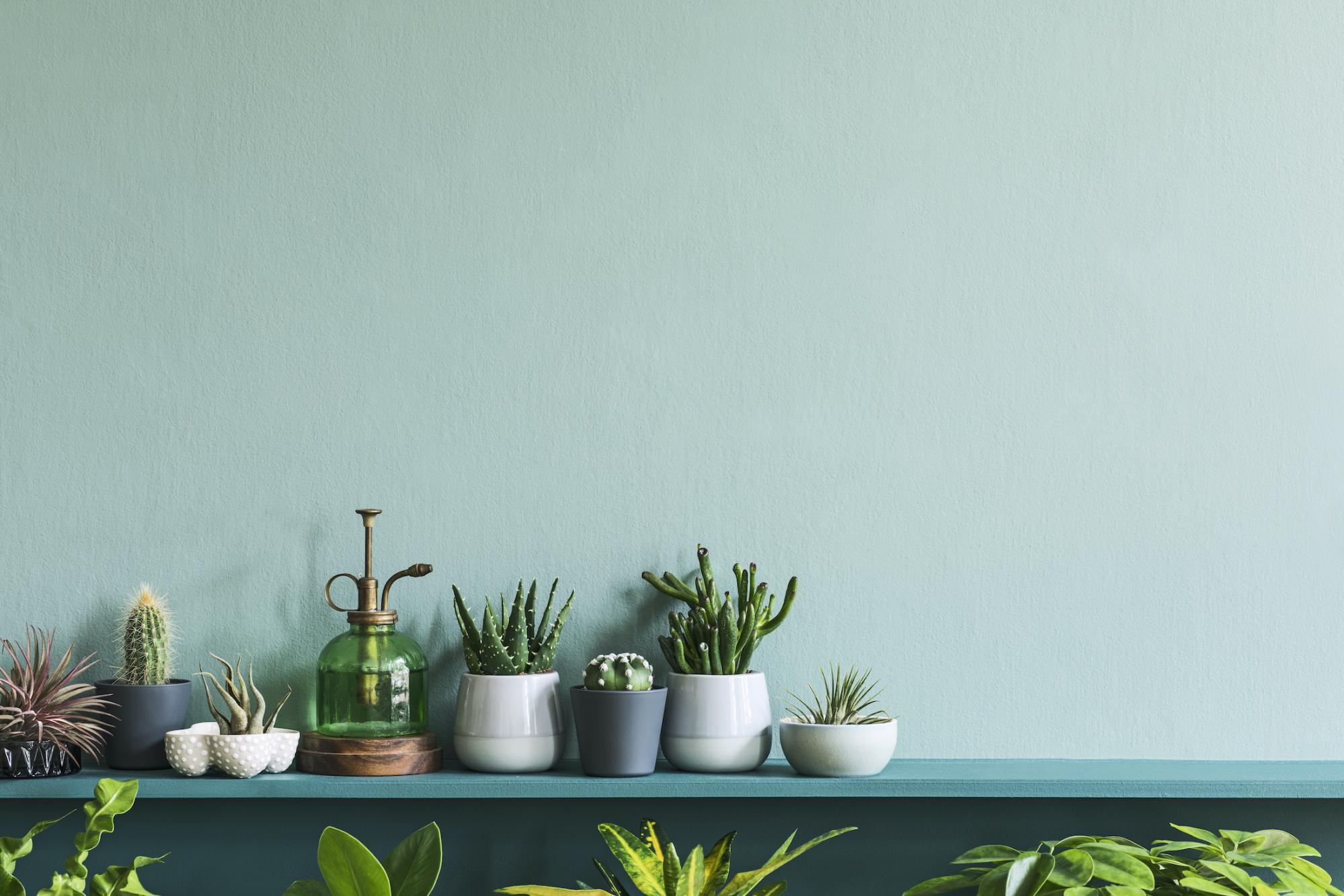 blue shelf with many green plants and succulents sitting on top 