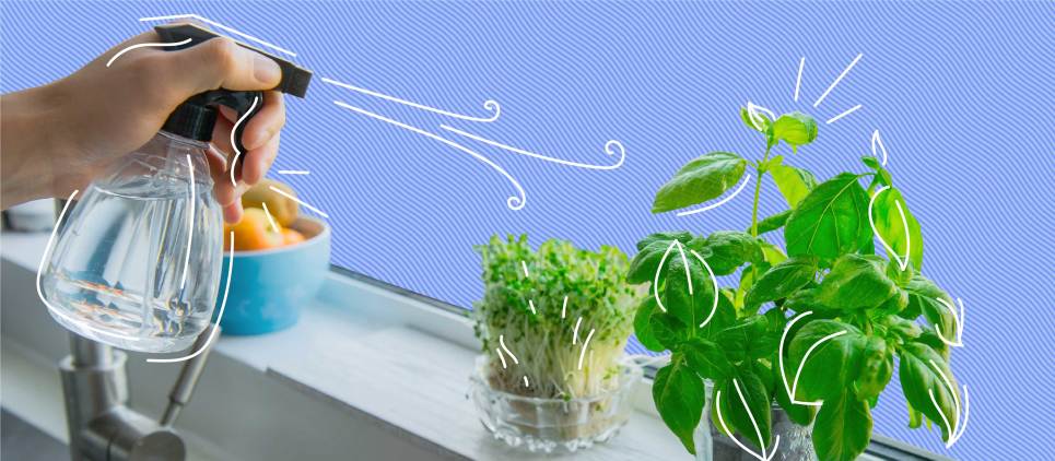 window sill with plants and a spray bottle spaying water 