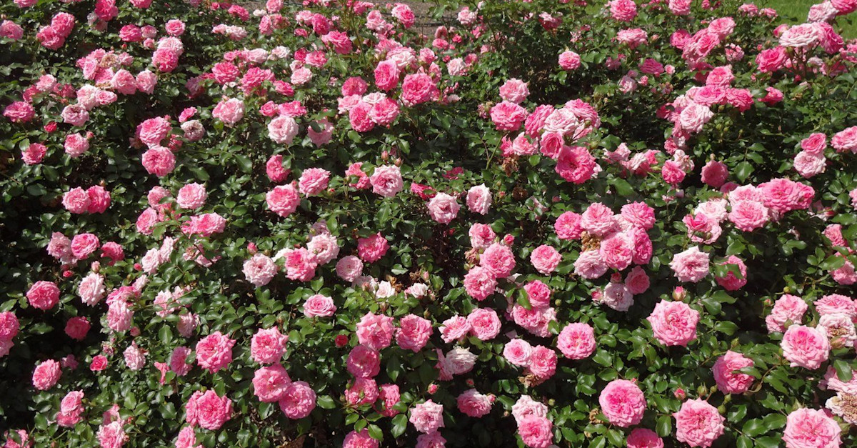 Bookham Commons Roses At London Bridge | Leathermarket Gardens