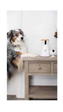Furbo Image with Aussie