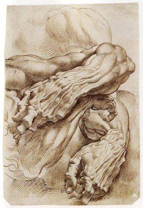 Peter Paul Rubens, Anatomical Studies: a left forearm in two positions and a right forearm (1600)