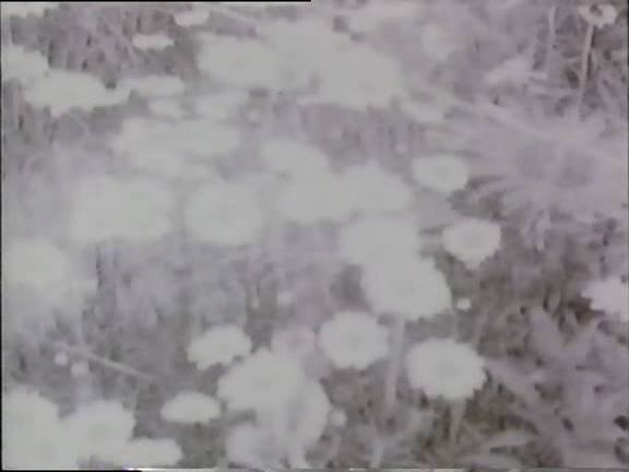Καρέ: Jonas Mekas, Reminiscences of a Journey to Lithuania (1972)