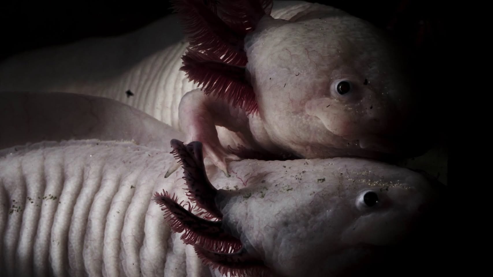 Καρέ: Olivier Smolders, Axolotl (2018)
