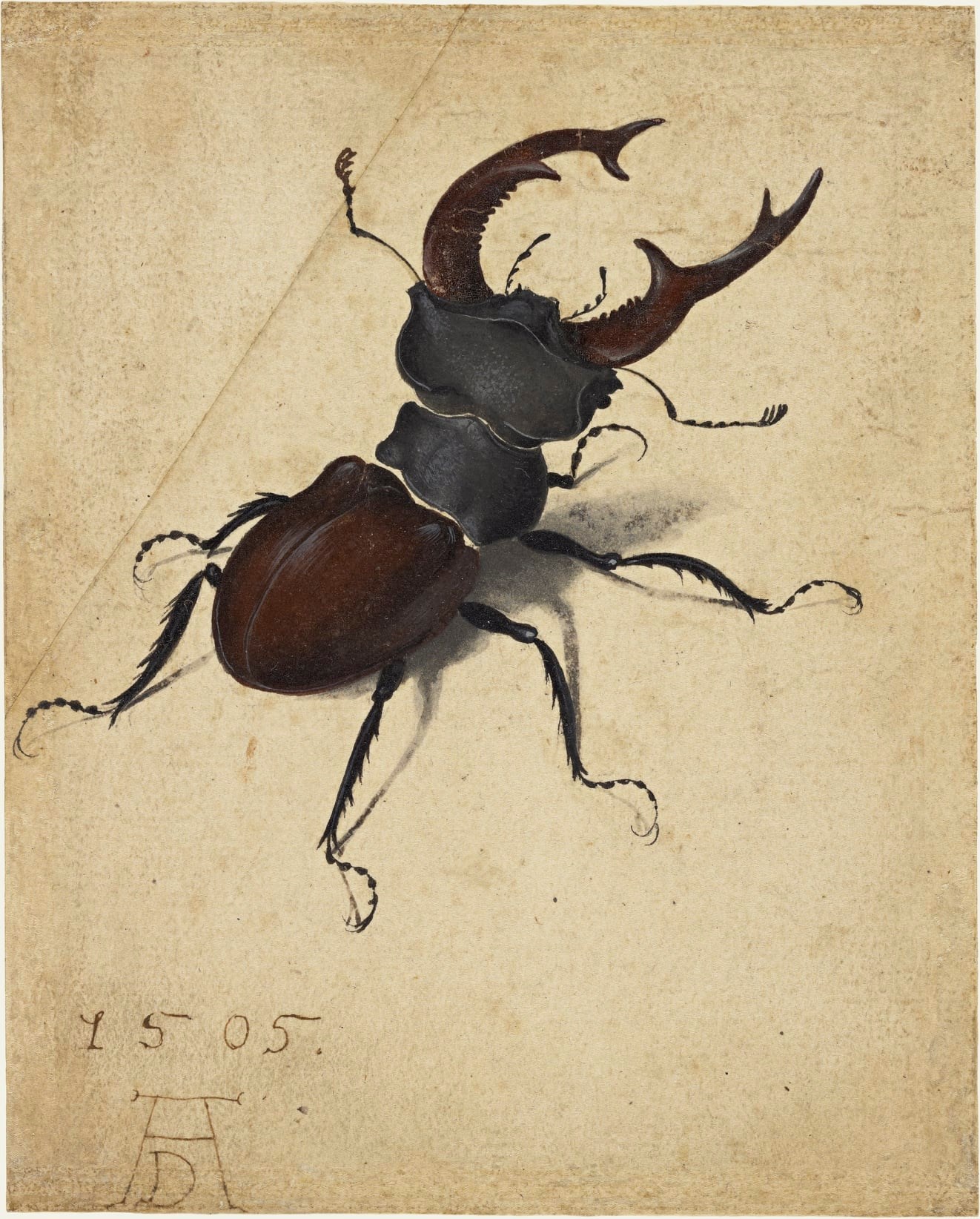 Albrecht Dürer, Stag Beetle (1505)
