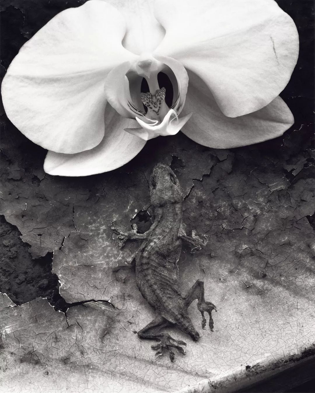 Nobuyoshi Araki, From Close to Range (1991)