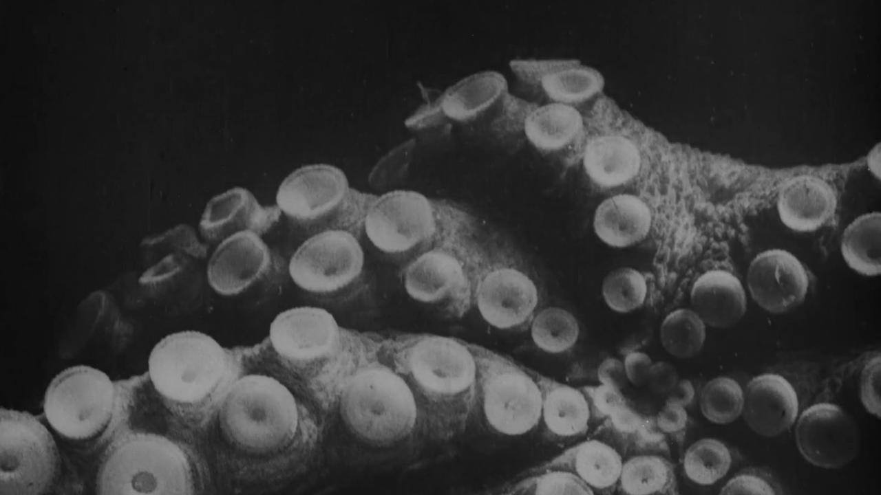 Καρέ: Jean Painlevé, La pieuvre (1928)