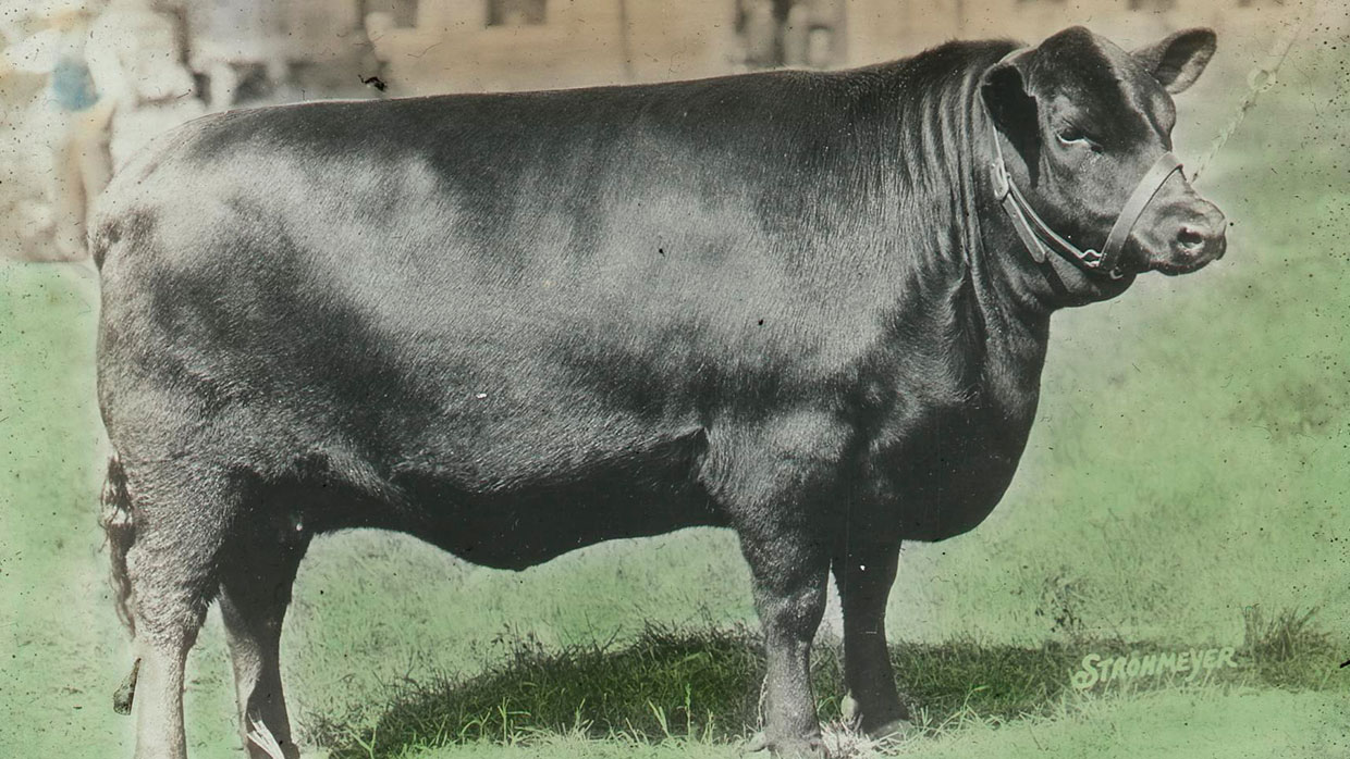 Aberdeen Angus. Wikimedia Commons, gemeinfrei