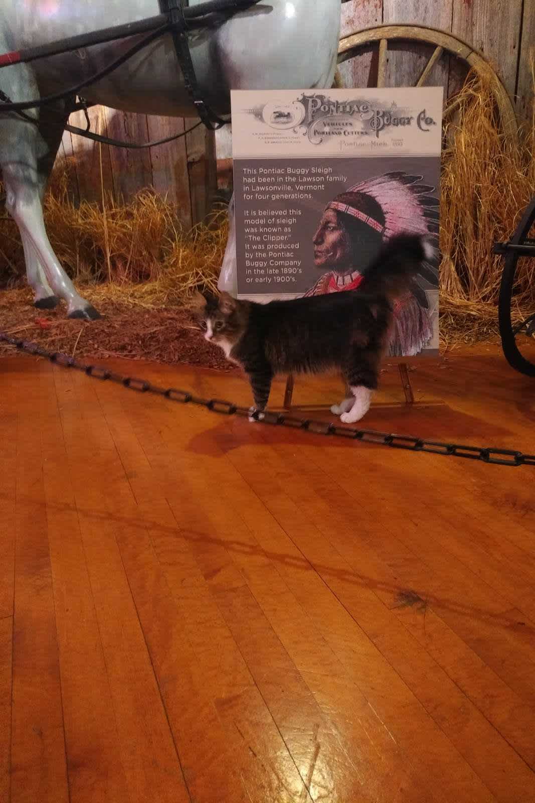 A taki kotecek oprowadzał nas po Muzeum Pontiaca.
