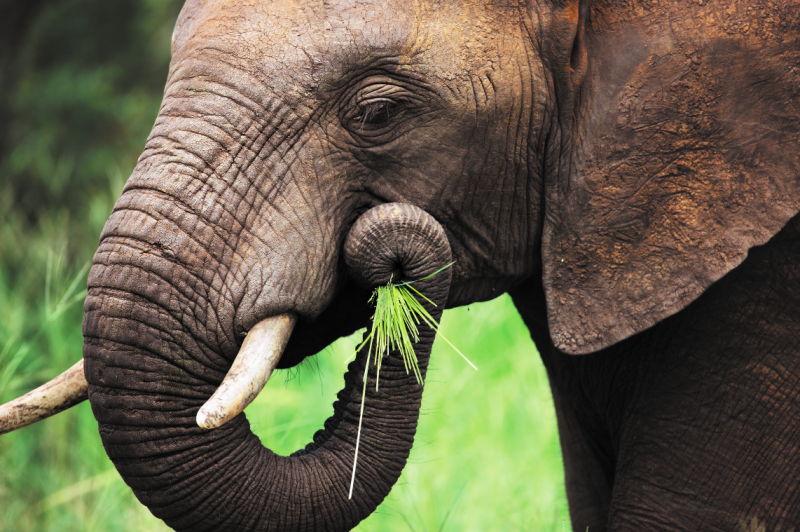 Kasper FaunaFood | ZOO Specialties Pachyderms