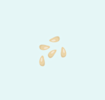 Orange seed icon