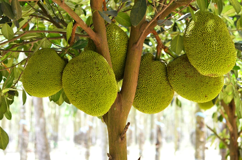 Is Jackfruit Good For You? Benefits, Taste & How to Eat Jackfruit - Picture Panel 2 - Desktop