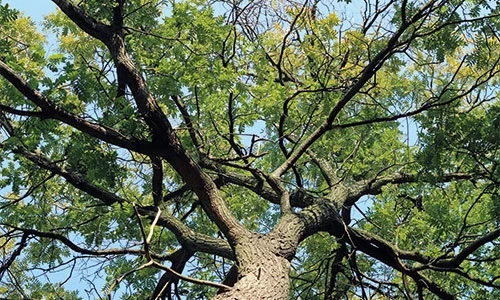 robinia tree top