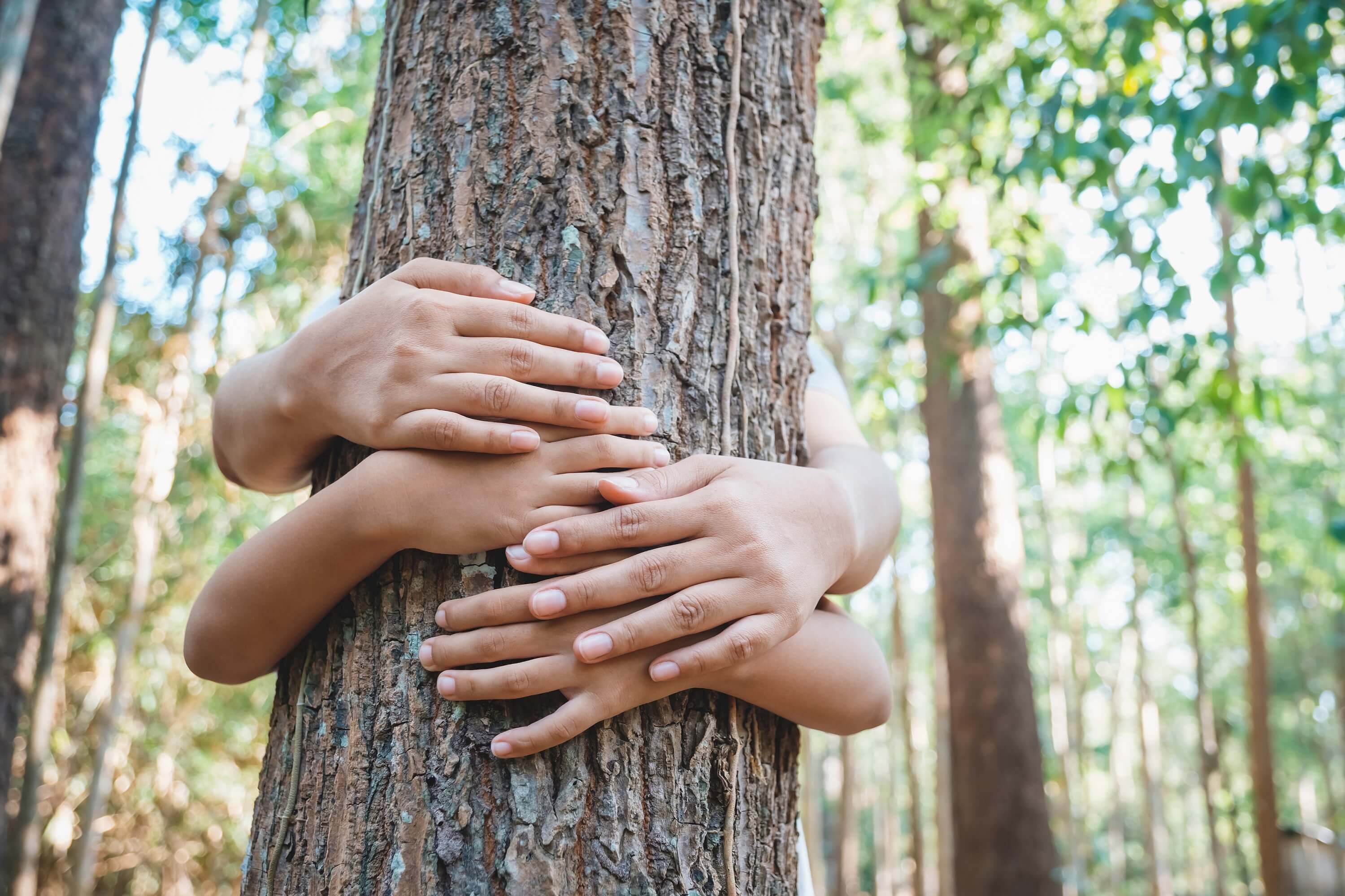 Several people’s hands wrap around a tree trunk in a sunlit forest, symbolising care and protection for nature.