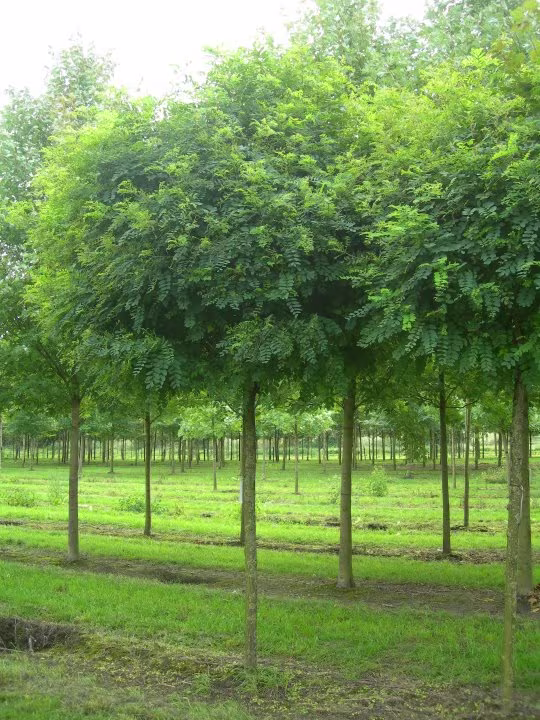 robinia-pseudoacacia-umbraculifera