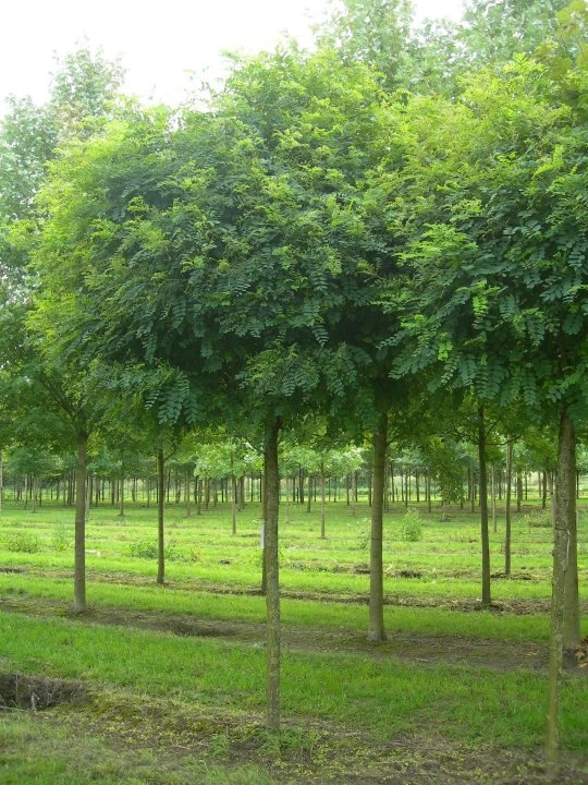 Robinia trees used in the production of natural playground equipment