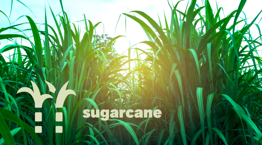 Sugarcane field