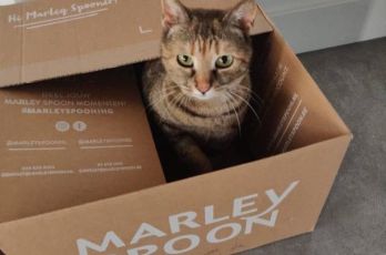 5 creatieve manieren om je Marley Spoon box te herbruiken