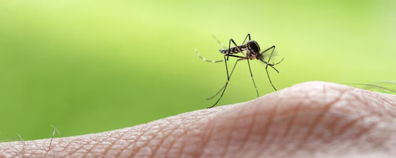 5 tips om minder last te hebben van muggen!