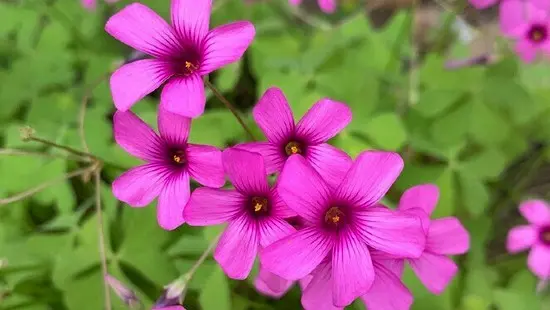 Geranium roze