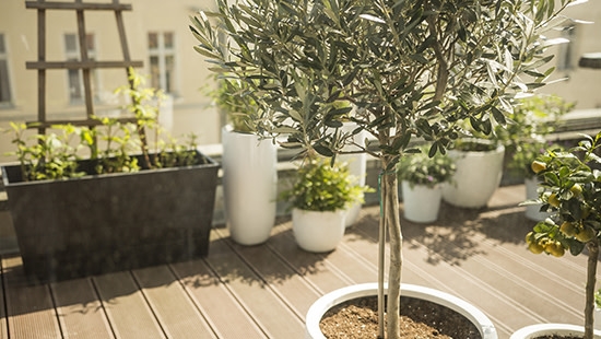 balkon met olijfboom