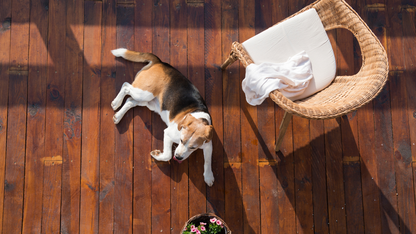 Hond ligt op het terras buiten | Le chien est couché sur la terrasse