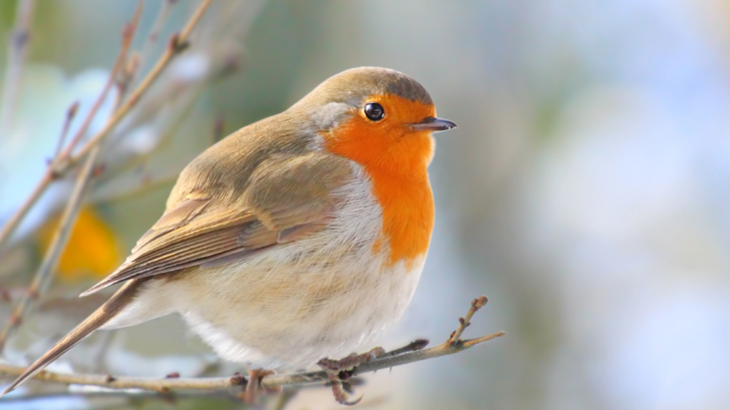 Een vogel op een takje | Un oiseau sur une brindille 