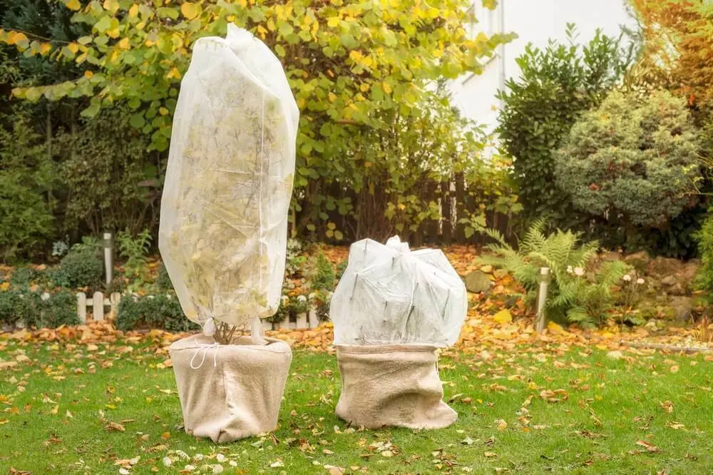 Ingepakte kerstbomen op het gras | Les sapins de Noël emballés sur l'herbe 