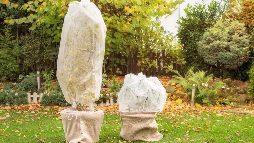 Ingepakte kerstbomen op het gras | Les sapins de Noël emballés sur l'herbe 