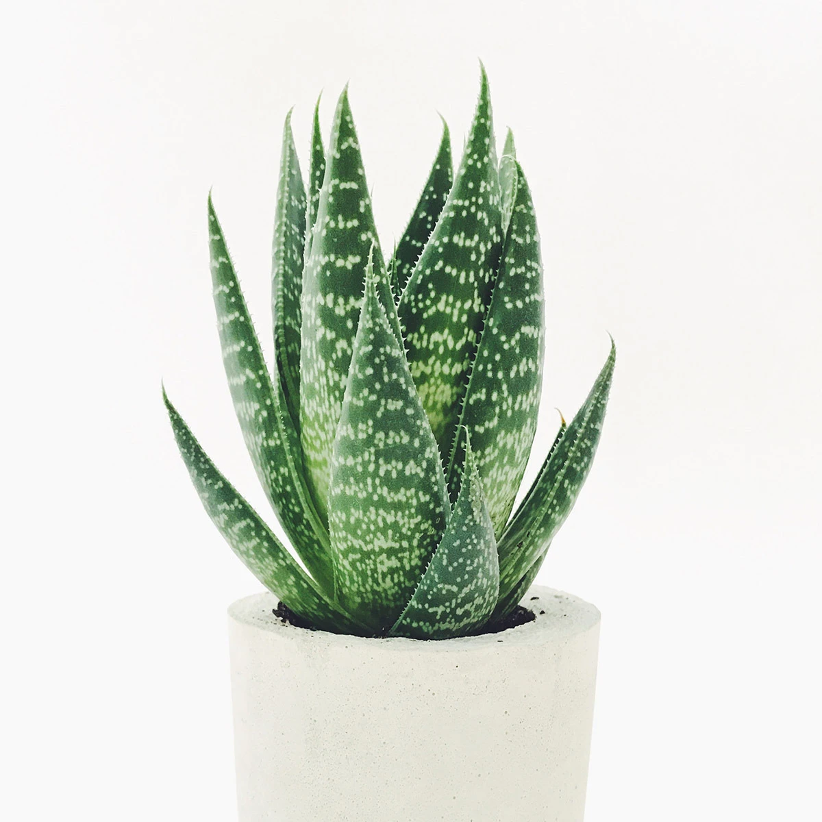 Aloë vera | L'aloe vera