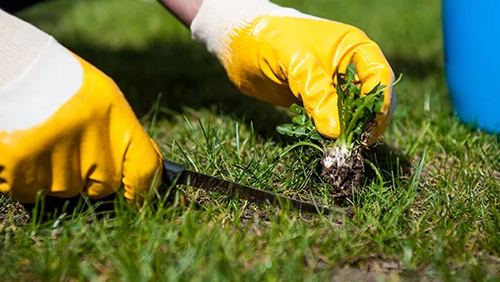 onkruid in tuin verwijderen