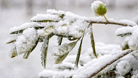 seizoen winter