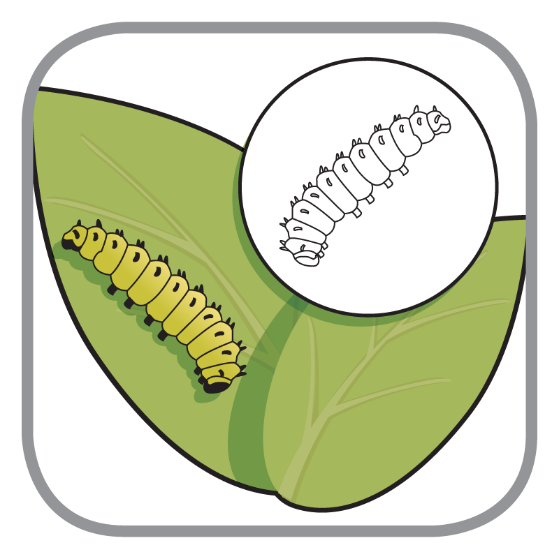 Rupsen | Chenilles 