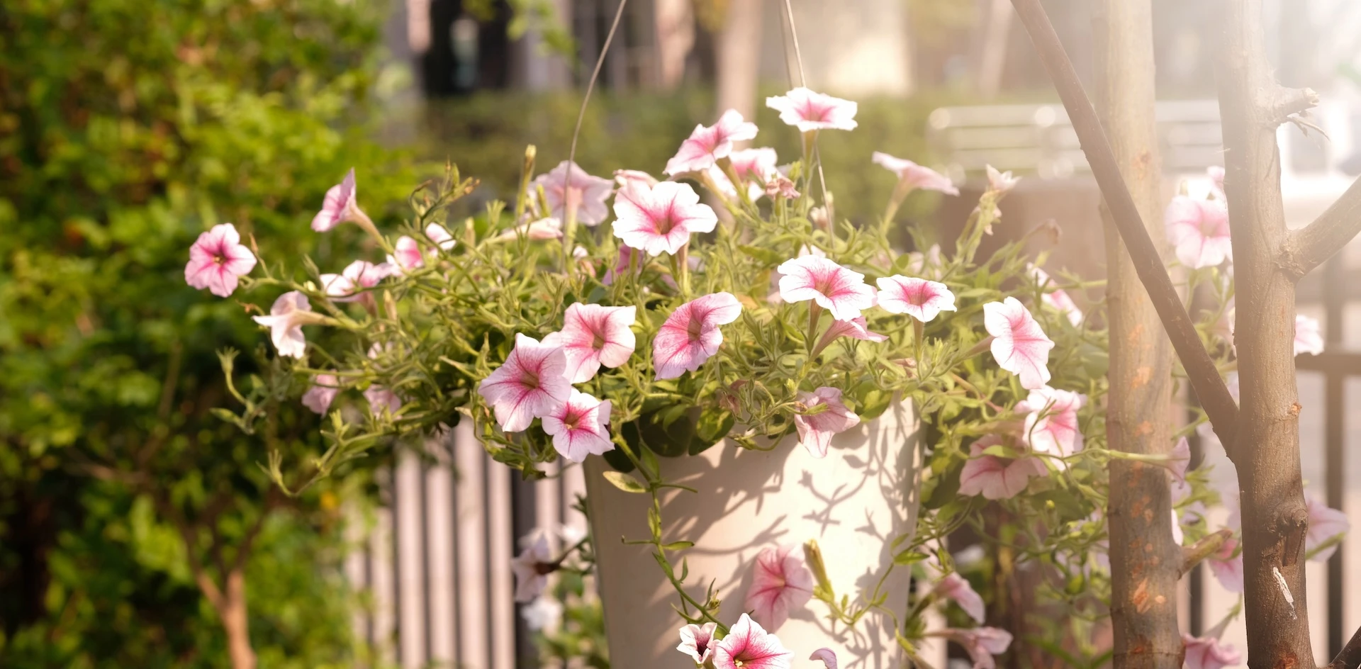 De 6 mooiste hangplanten voor buiten (en hoe je ze verzorgt)