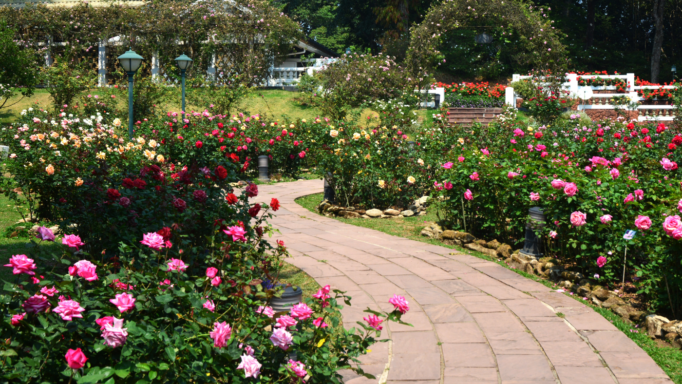 Rozen volop in bloei in de tuin | Roses en pleine floraison dans le jardin