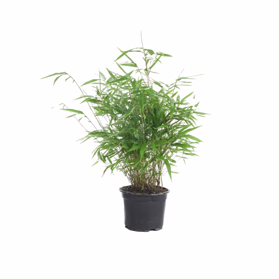 Bamboe